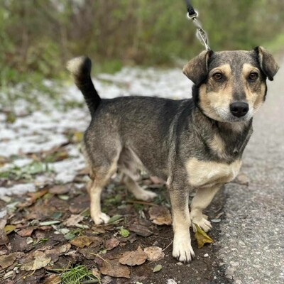 🐶Chucky hat eine sehr nette Persönlichkeit, er ist sanft und freundlich zu allen 🐶, Mischlingsrüde - Rüde