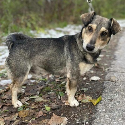 🐶Chucky hat eine sehr nette Persönlichkeit, er ist sanft und freundlich zu allen 🐶, Mischlingsrüde - Rüde