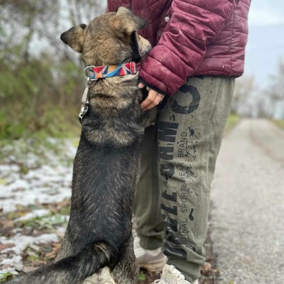 🐶Chucky hat eine sehr nette Persönlichkeit, er ist sanft und freundlich zu allen 🐶, Mischlingsrüde - Rüde