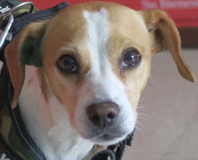 Chula, Mix - Hündin