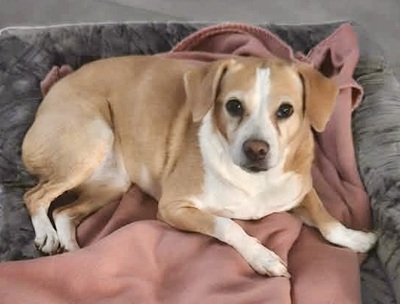 Chula, Mix - Hündin