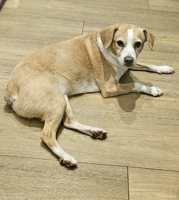 Chula, Mix - Hündin