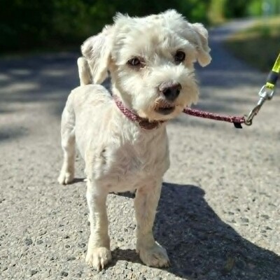 💥Chupachups (Malteser)  ist ein sanfter, lieber und furchtloser kleiner Hund, der jeden freundlich begrüßt💥