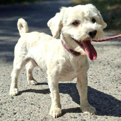 💥Chupachups (Malteser) ist ein sanfter, lieber und furchtloser kleiner Hund, der jeden freundlich begrüßt💥, Malteser - Rüde