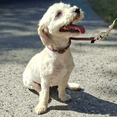 💥Chupachups (Malteser) ist ein sanfter, lieber und furchtloser kleiner Hund, der jeden freundlich begrüßt💥, Malteser - Rüde