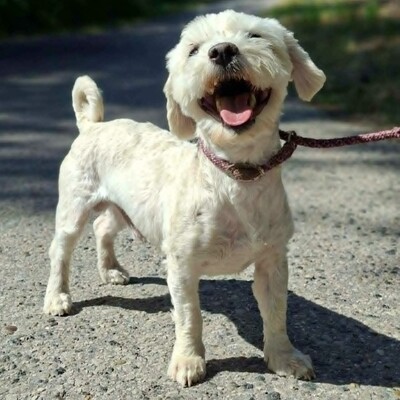 💥Chupachups (Malteser) ist ein sanfter, lieber und furchtloser kleiner Hund, der jeden freundlich begrüßt💥, Malteser - Rüde