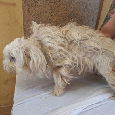 💥Chupachups (Malteser) ist ein sanfter, lieber und furchtloser kleiner Hund, der jeden freundlich begrüßt💥, Malteser - Rüde
