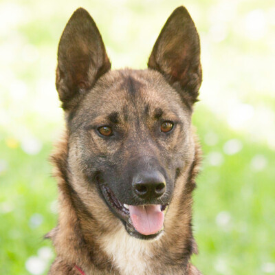 Cia, Malinois-Mix - Hündin