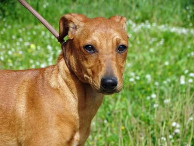 Ciana - eine sanfte Nachzüglerin, Mischling - Hündin