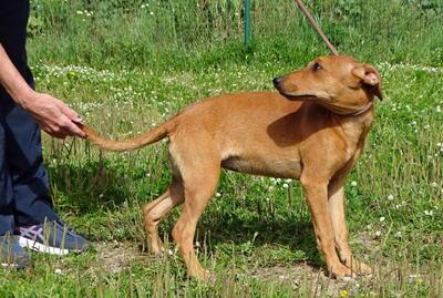 Ciana - eine sanfte Nachzüglerin, Mischling - Hündin