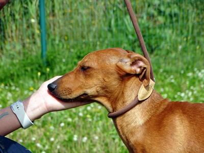 Ciana - eine sanfte Nachzüglerin, Mischling - Hündin