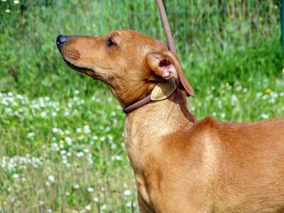 Ciana - eine sanfte Nachzüglerin, Mischling - Hündin