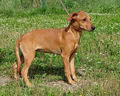 Ciana - eine sanfte Nachzüglerin, Mischling - Hündin