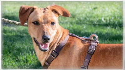 Ciana - eine sanfte Nachzüglerin, Mischling - Hündin