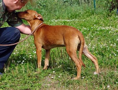 Ciana - eine sanfte Nachzüglerin, Mischling - Hündin