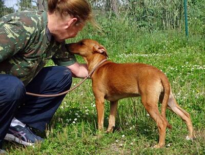 Ciana - eine sanfte Nachzüglerin, Mischling - Hündin