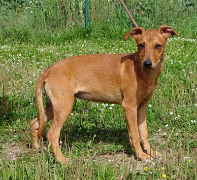 Ciana - eine sanfte Nachzüglerin, Mischling - Hündin