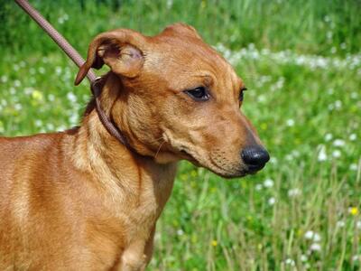 Ciana - eine sanfte Nachzüglerin, Mischling - Hündin