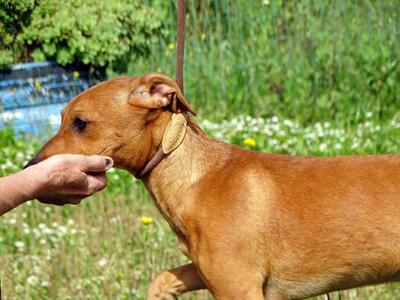 Ciana - eine sanfte Nachzüglerin, Mischling - Hündin