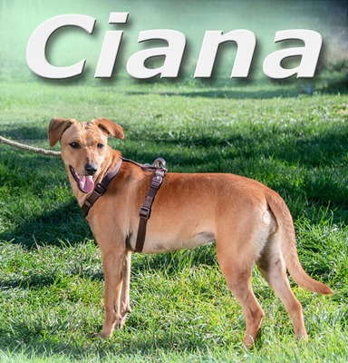 Ciana – sucht liebevolle und geduldige Menschen, Mischling - Hündin