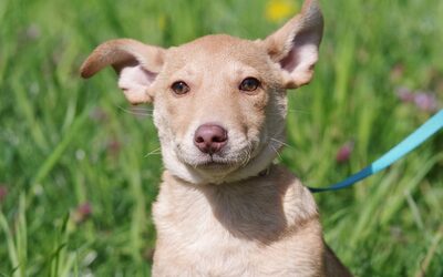 Cicero, Mischling Welpen - Rüde