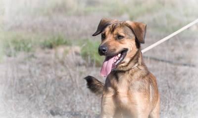 Cid - ein lieber Junge, Mischling - Rüde