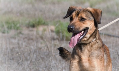 Cid - ein lieber Junge, Mischling - Rüde