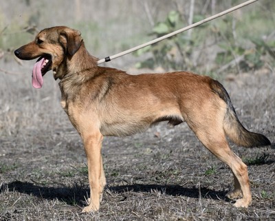 Cid - ein lieber Junge, Mischling - Rüde