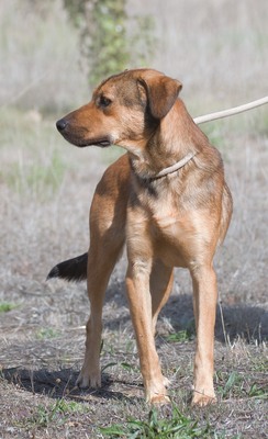 Cid - ein lieber Junge, Mischling - Rüde
