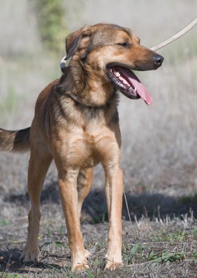 Cid - ein lieber Junge, Mischling - Rüde
