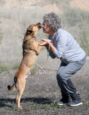 Cid - ein lieber Junge, Mischling - Rüde