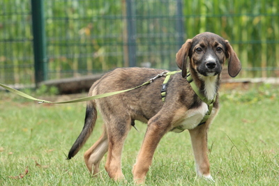 Ciko, Mischling Welpen - Rüde