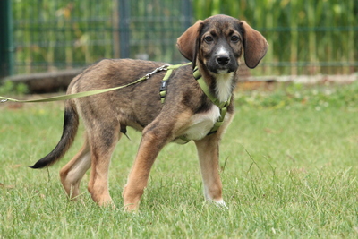 Ciko, Mischling Welpen - Rüde