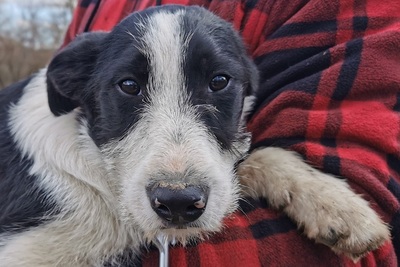 Cinderella, Collie Fox Mix Welpen - Hündin
