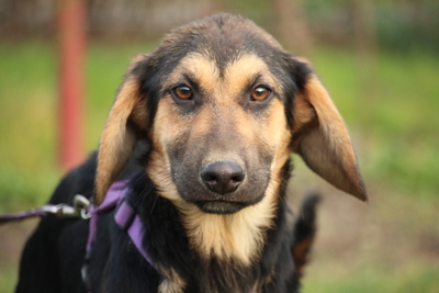 Cinderella, Mischling Welpen - Hündin