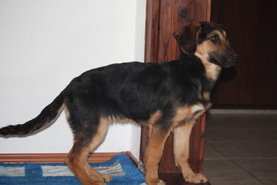 Cinderella, Mischling Welpen - Hündin