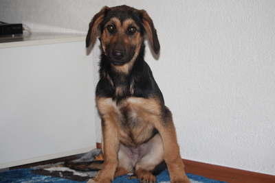 Cinderella, Mischling Welpen - Hündin