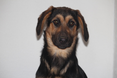 Cinderella, Mischling Welpen - Hündin