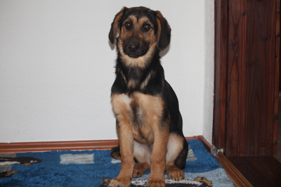 Cinderella, Mischling Welpen - Hündin