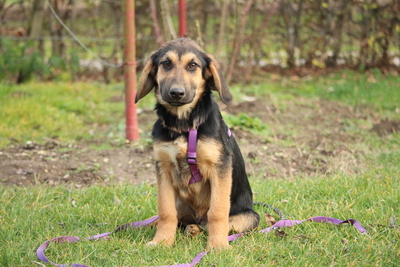 Cinderella, Mischling Welpen - Hündin