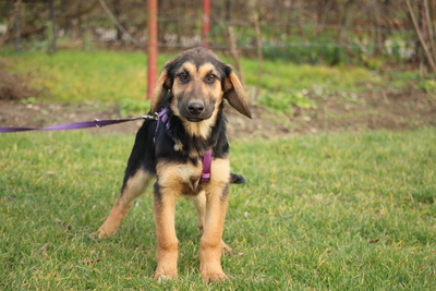 Cinderella, Mischling Welpen - Hündin