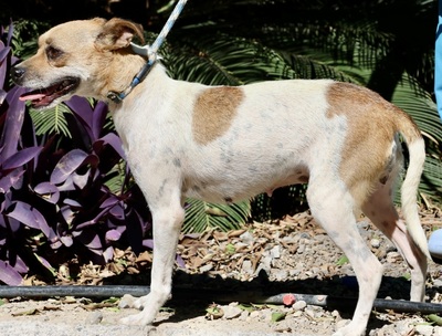 Cindy, Bodeguero Andaluz - Mix - Hündin