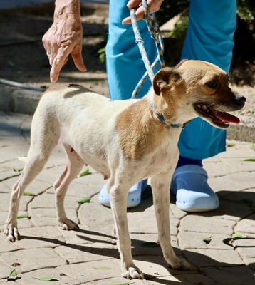 Cindy, Bodeguero Andaluz - Mix - Hündin