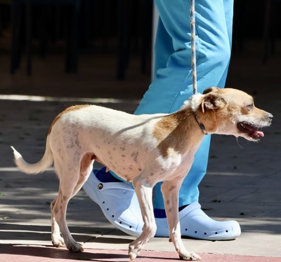 Cindy, Bodeguero Andaluz - Mix - Hündin