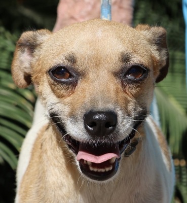 Cindy, Bodeguero Andaluz - Mix - Hündin