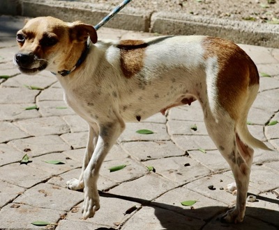 Cindy, Bodeguero Andaluz - Mix - Hündin