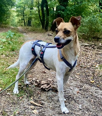 Cindy, Bodeguero Andaluz - Mix - Hündin