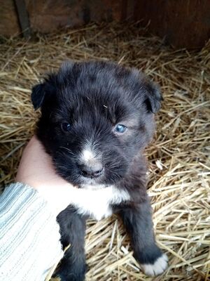 Cindy, Mix Welpen - Hündin