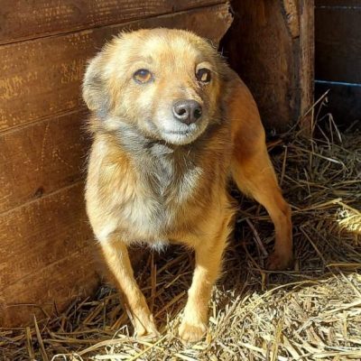 Cindy, unbekannt - Hündin