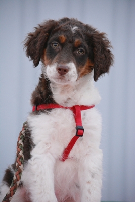 Cini Minis wunderschöner Rüde sucht…, Mischling Welpen - Rüde